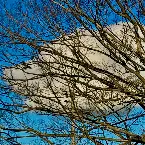 Pochette Tohotsu Hito (demo)