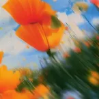 Pochette Music is Better