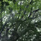 Pochette The Ancient Forest VI