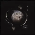 Pochette Cold Black Suns