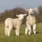 Pochette Qué más da