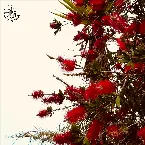 Pochette Morning Blues