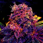 Pochette Tarte à la myrtille