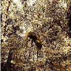 Pochette Untitled (2021–2022)