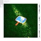 Pochette Young & Foolish