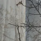 Pochette Fuyu no Kodachi (Im Winter gewachsener Baum)