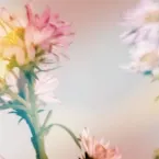 Pochette シオン