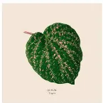 Pochette Tropics