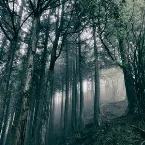 Pochette In The Dark Woods
