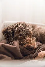 Pochette Lie Awake With Your Beloved Dog at Stake