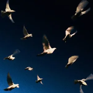 Pochette de Are You The One de SWIM