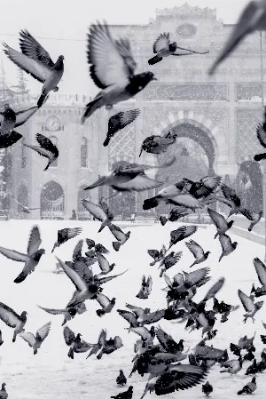 Pochette de Crime Scene de Wings of an Angel
