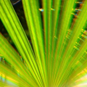 Pochette de Green Light Sourse (Live Recordings) de Ueda Takayasu