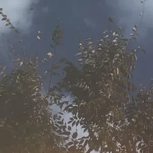 Pochette de あざやか (Trees) -Live Recordings- de Ueda Takayasu