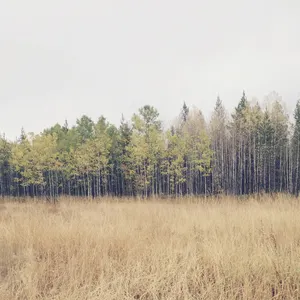 Pochette de Blowin' in The Wind de Kina Grannis