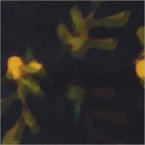 Pochette de Light de Loren Mazzacane Connors