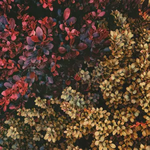 Pochette de becoming_ de invention_