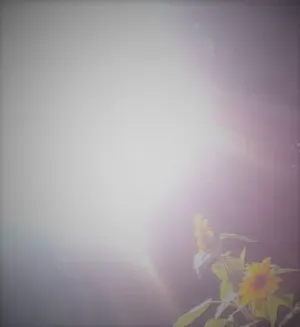 Pochette de Het Droomharmonium Binnenstebuiten de Hellvete