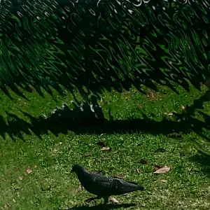 Pochette de Gogatsu no Hato (Mai Taube) de Ueda Takayasu