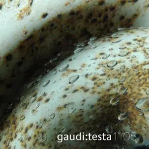 Pochette de Gaudi:Testa 1105 de Gaudi