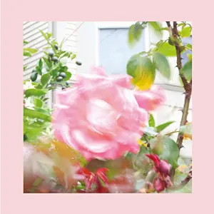 Pochette de Summer at Land's End de The Reds, Pinks & Purples