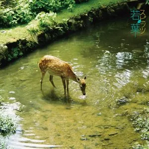 Pochette de 若葉 de Spitz