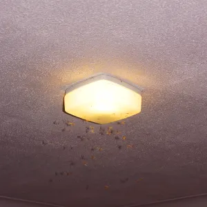 Pochette de Blood Toyota de Eugnosis