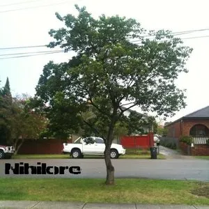 Pochette de The Lonely Tree Reaches Out to the Power Lines de Nihilore