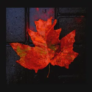 Pochette de Japyraq de Izzamuzzic