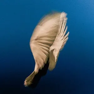 Pochette de Dear Friend de SWIM