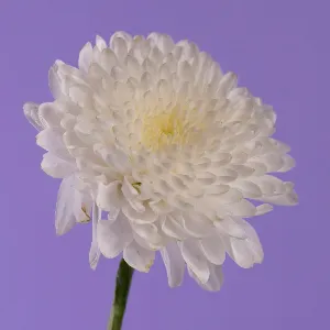 Pochette de 花王 de Hatsune Miku