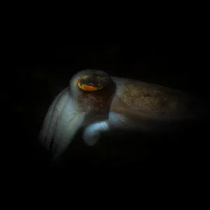 Pochette de Charybdis de Scott Lawlor