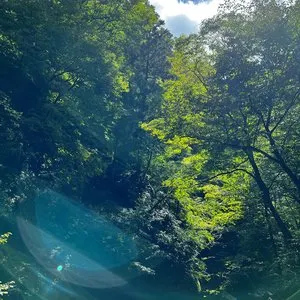 Pochette de The Ancient Forest IV de Chihei Hatakeyama