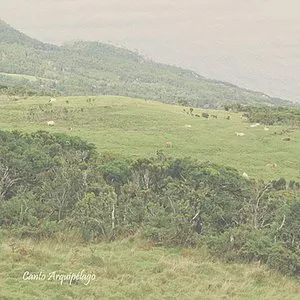Pochette de Canto Arquipélago de Dolphins Into the Future
