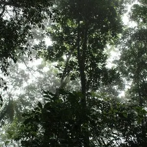 Pochette de The Ancient Forest IX de Chihei Hatakeyama