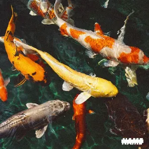 Pochette de No Name de Baby Keem