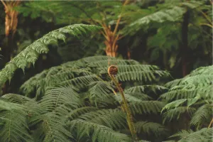 Pochette de Insular monographs de Dolphins Into the Future