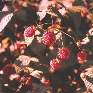 Pochette de Framboise de Dimatis