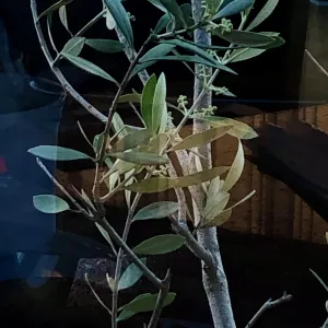 Pochette de Unromantische de Ueda Takayasu