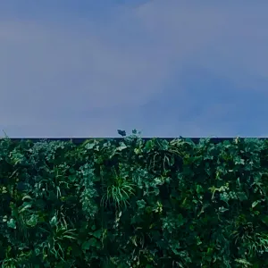 Pochette de Nigatsu no Wakaba (Steps in February) de Ueda Takayasu