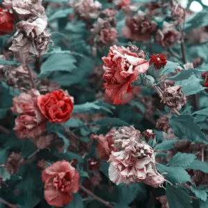 Pochette de GOZAAR de Bahram Nouraei