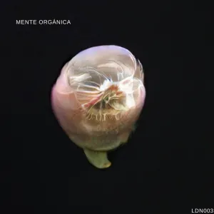 Pochette de Mente Orgánica de Mente Orgánica