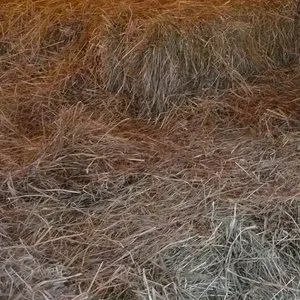 Pochette de 2014 Everything’s Going Along as Usual and Then All Shit Breaks Loose. de Kevin Drumm