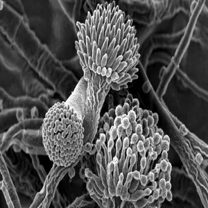 Pochette de Nephroma de Sacher-Pelz