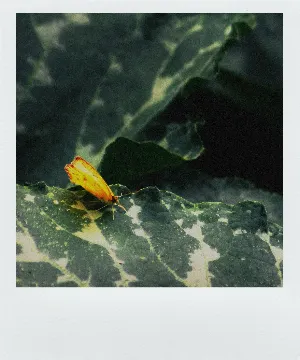 Pochette de The Photosynthetic Love Story of the Middle-Eastern Butterfly and the Culturally Sensitive Leaf de Wings of an Angel