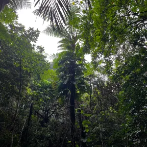 Pochette de The Ancient Forest XI de Chihei Hatakeyama