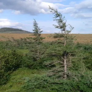 Pochette de Omnis de Omnis