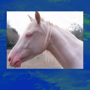 Pochette de Movimento de Alessandro Cortini