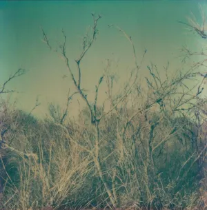 Pochette de No bridge behind de Shitao