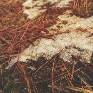 Pochette de Shinrin’yoku de invention_